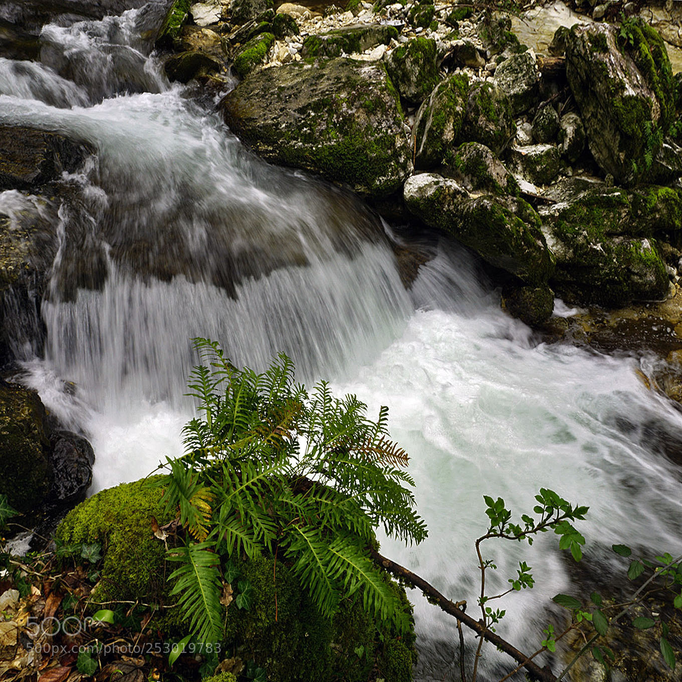 Sony ILCA-77M2 sample photo. Fern on the edge photography