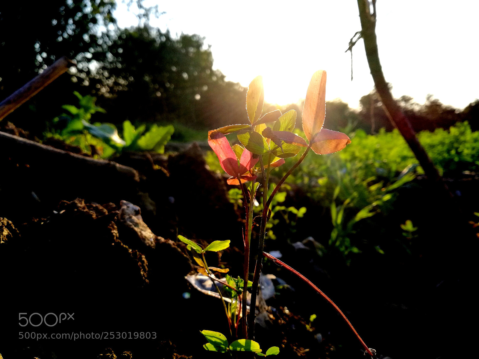 HUAWEI Mate 10 Lite sample photo. Untitled photography