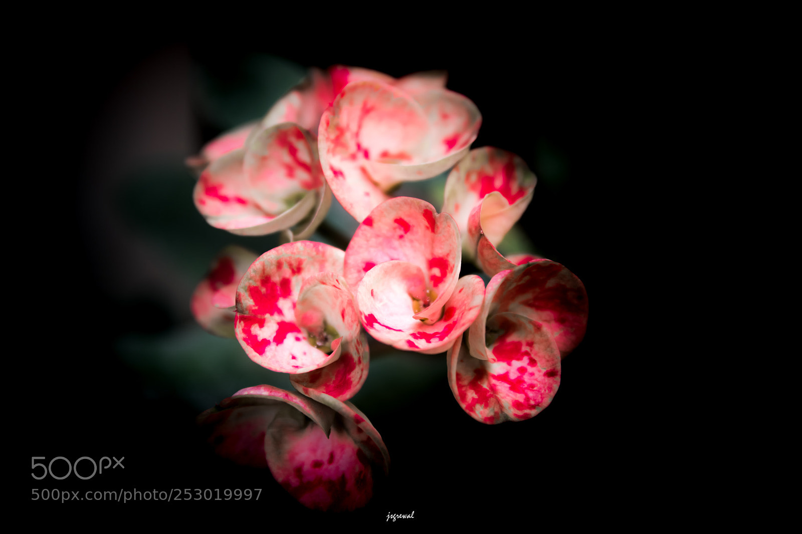 Nikon D5500 sample photo. Blushing photography