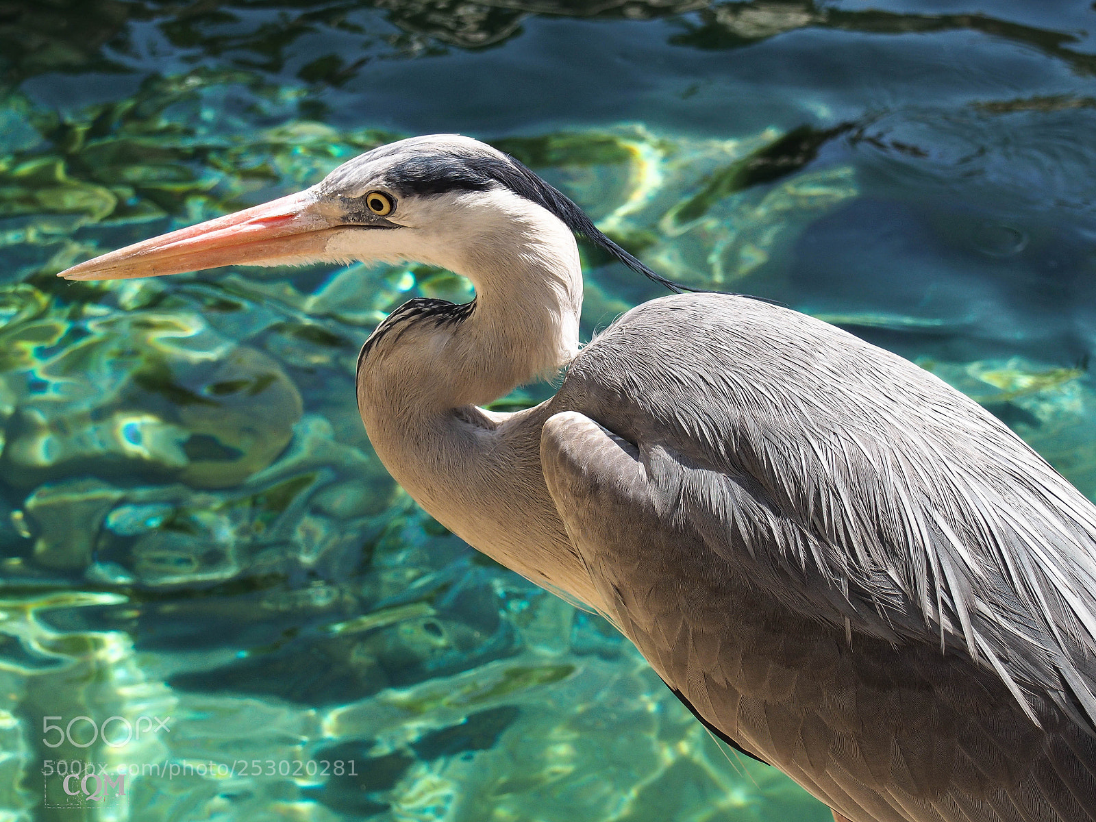 Olympus PEN E-P5 sample photo. Duck photography