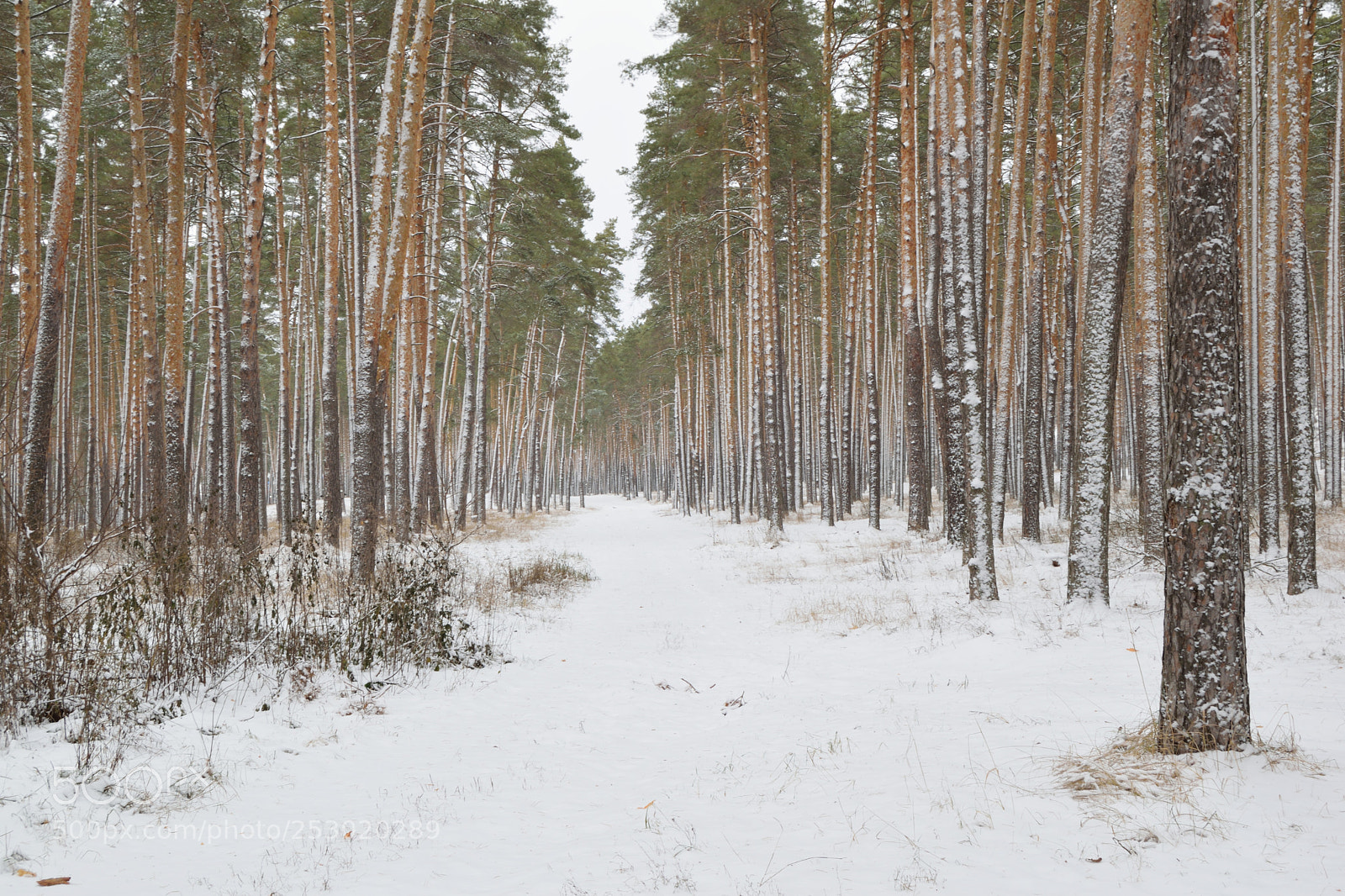 Nikon D3300 sample photo. Snowy november photography