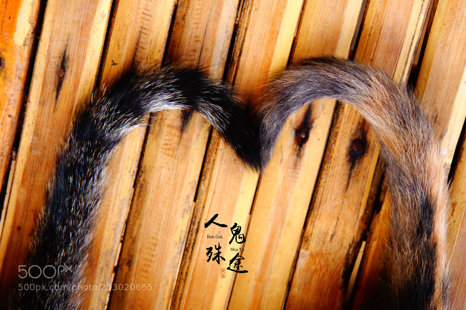 Sony Alpha NEX-7 sample photo. Untitled photography