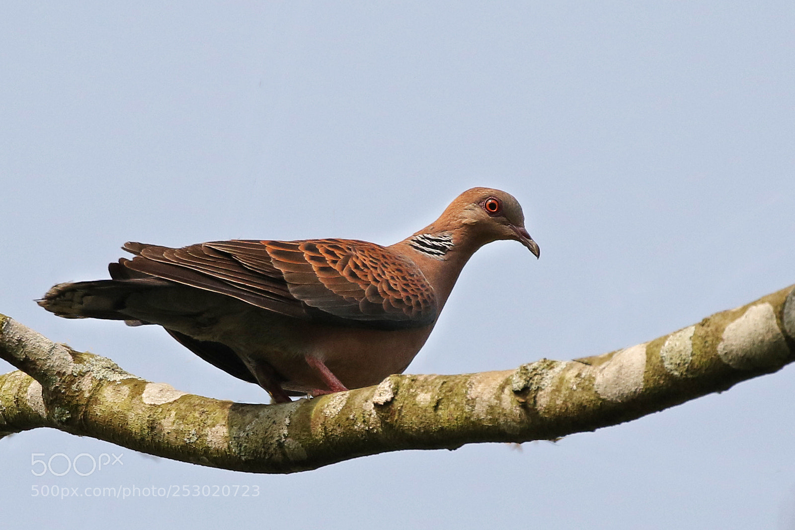Canon EOS 7D Mark II sample photo. Oriental turtle dove photography