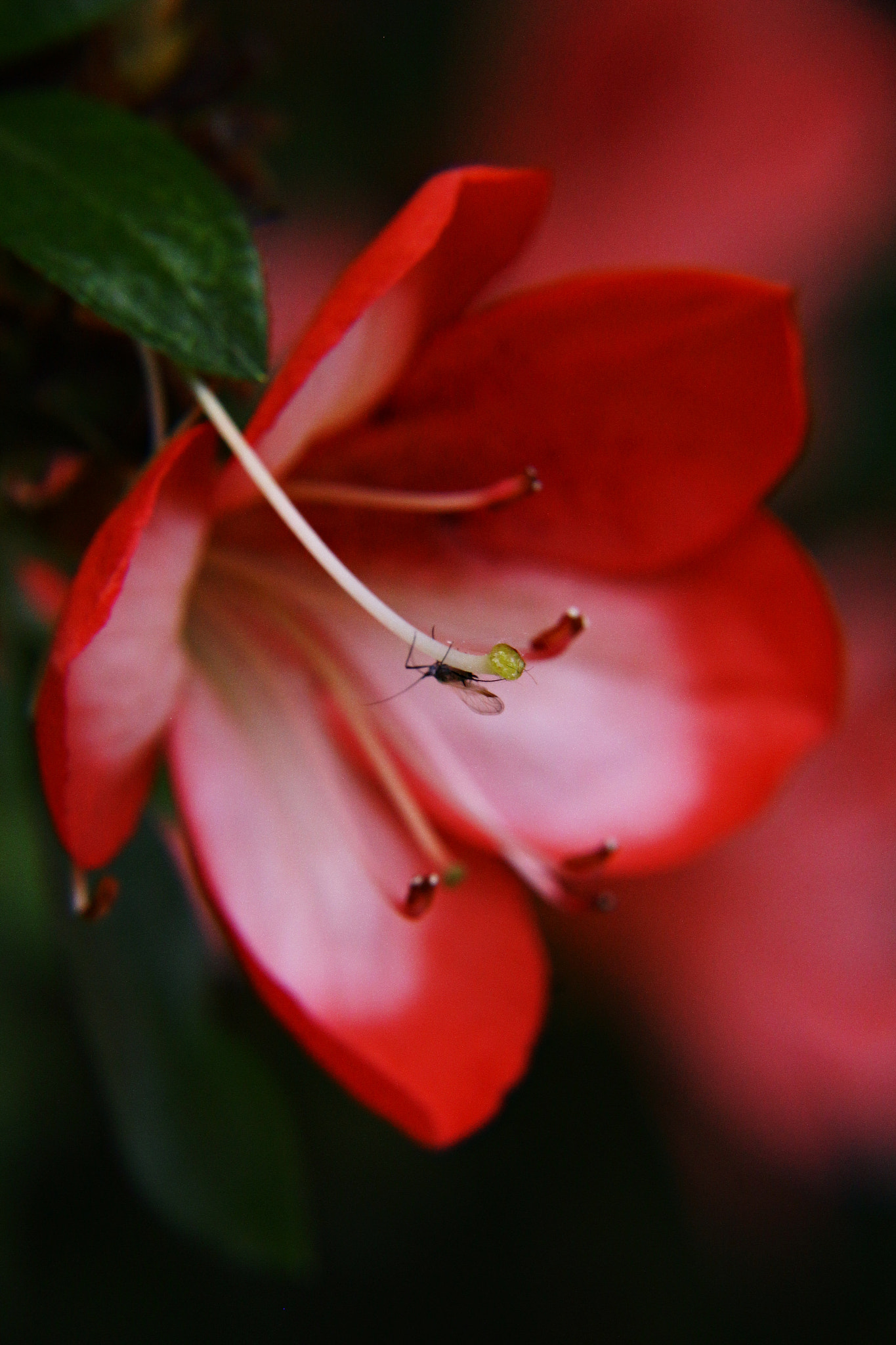 Canon EOS 650D (EOS Rebel T4i / EOS Kiss X6i) sample photo. Img photography
