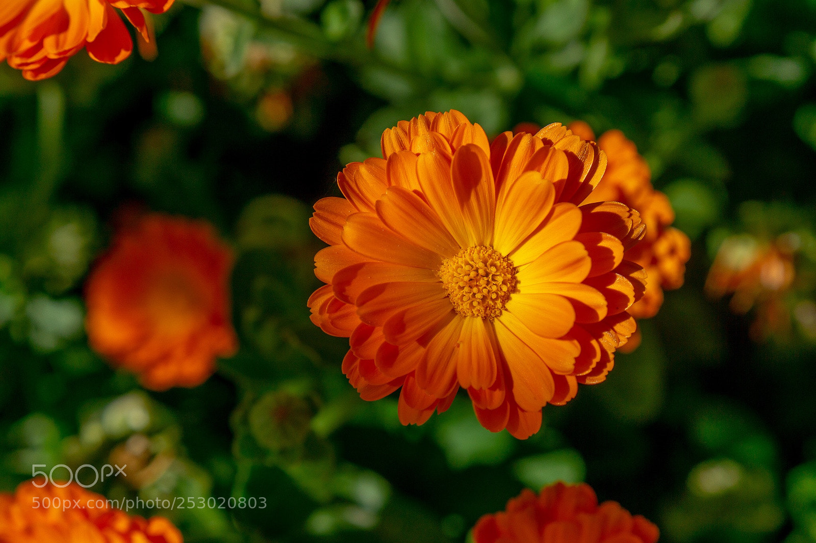 Sony a6000 sample photo. Spring photography