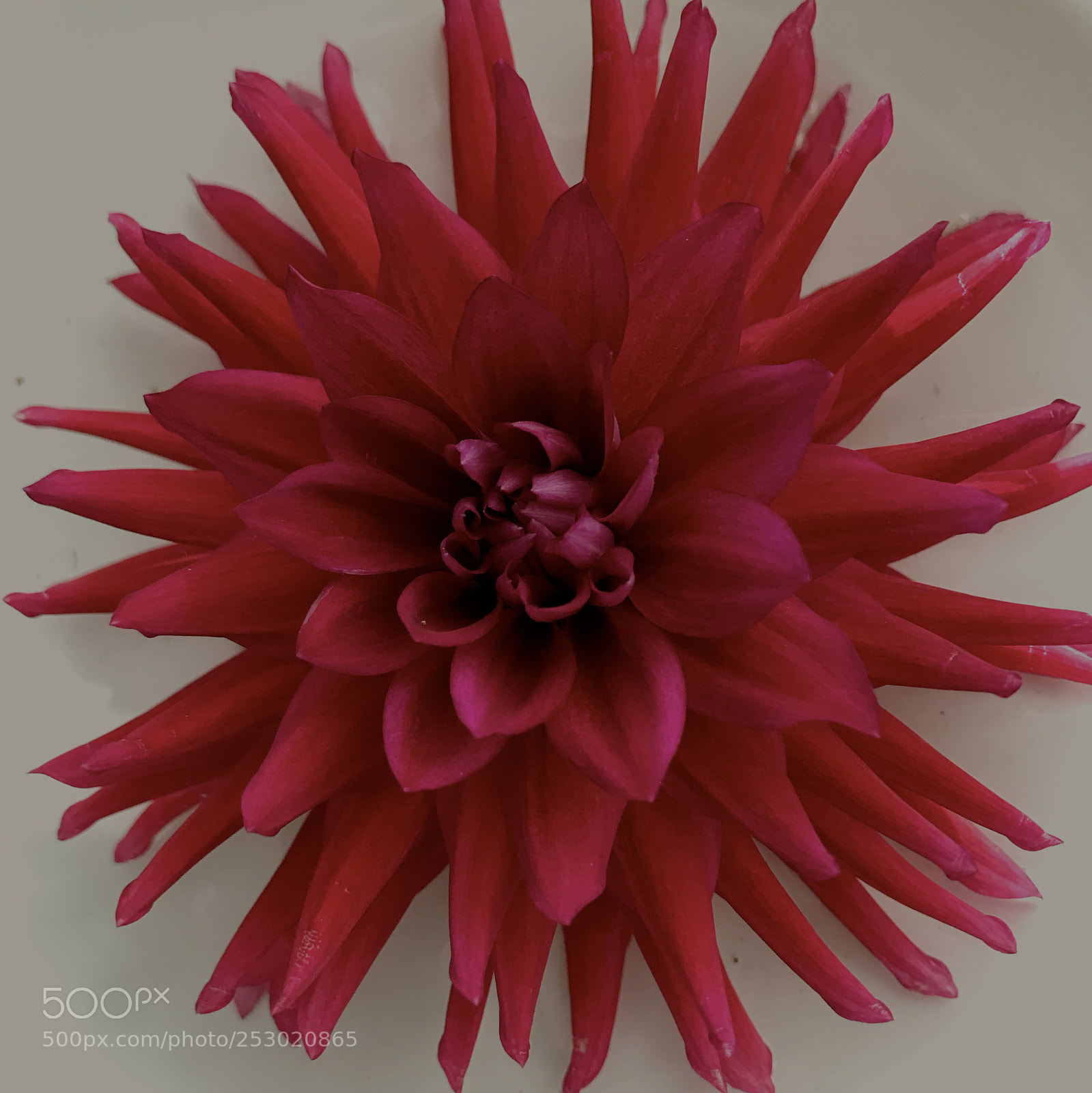 Apple iPhone 7 sample photo. Dahlia photography