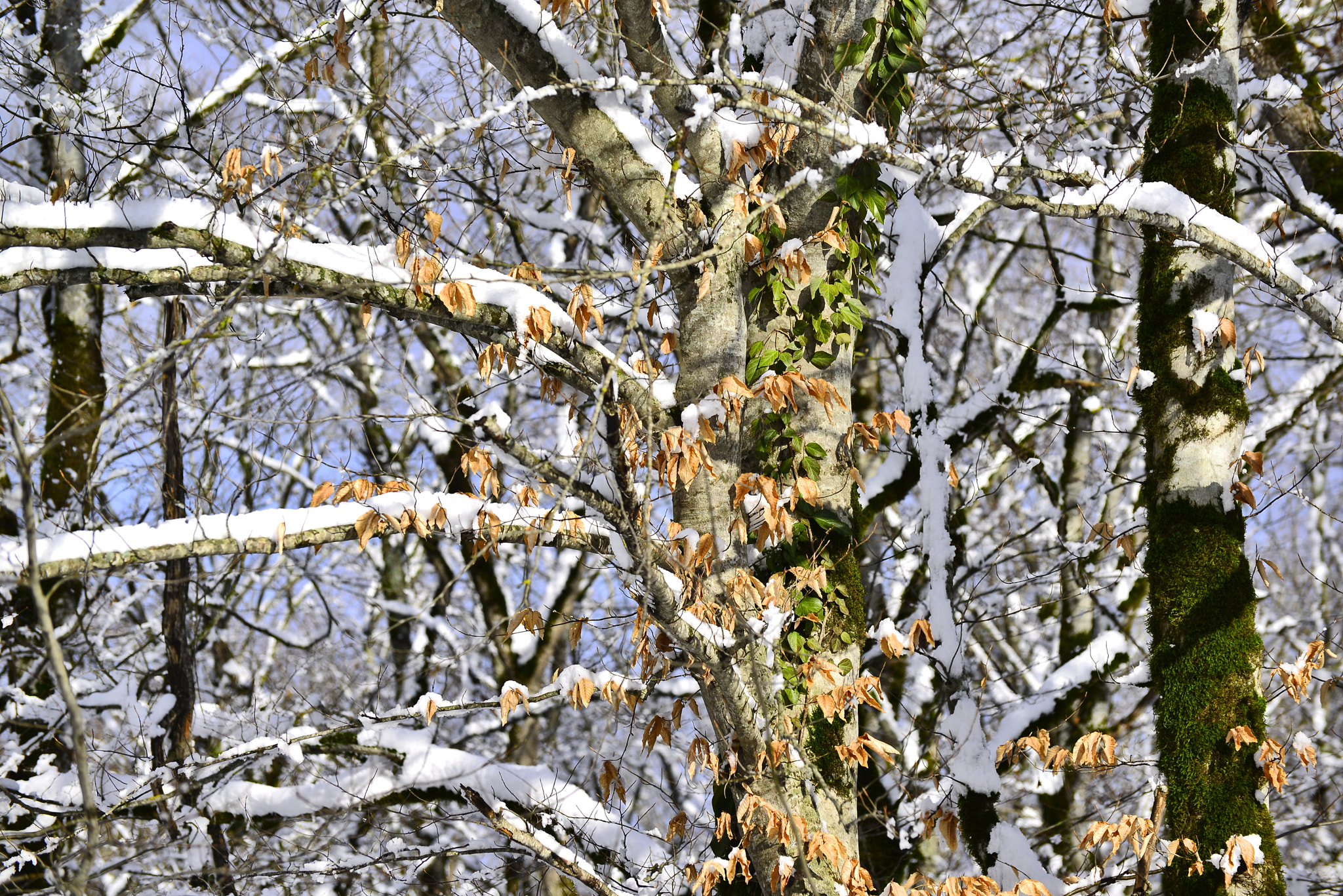 Nikon D610 sample photo
