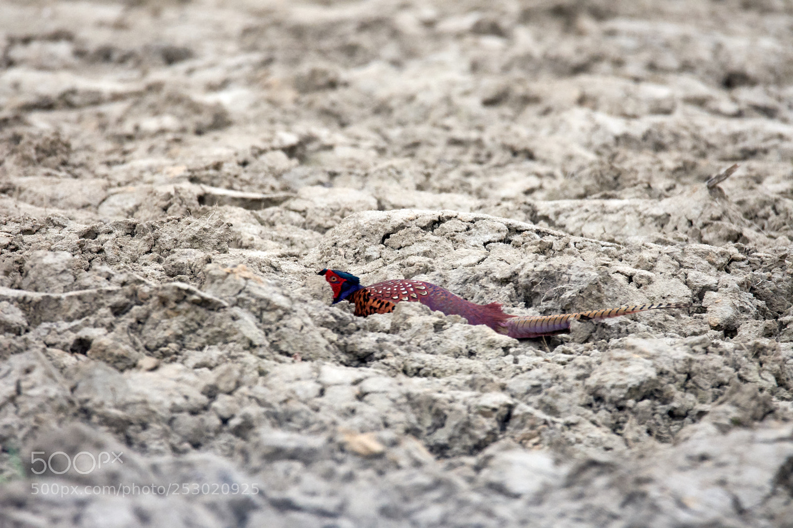 Nikon D7200 sample photo. Pheasant photography