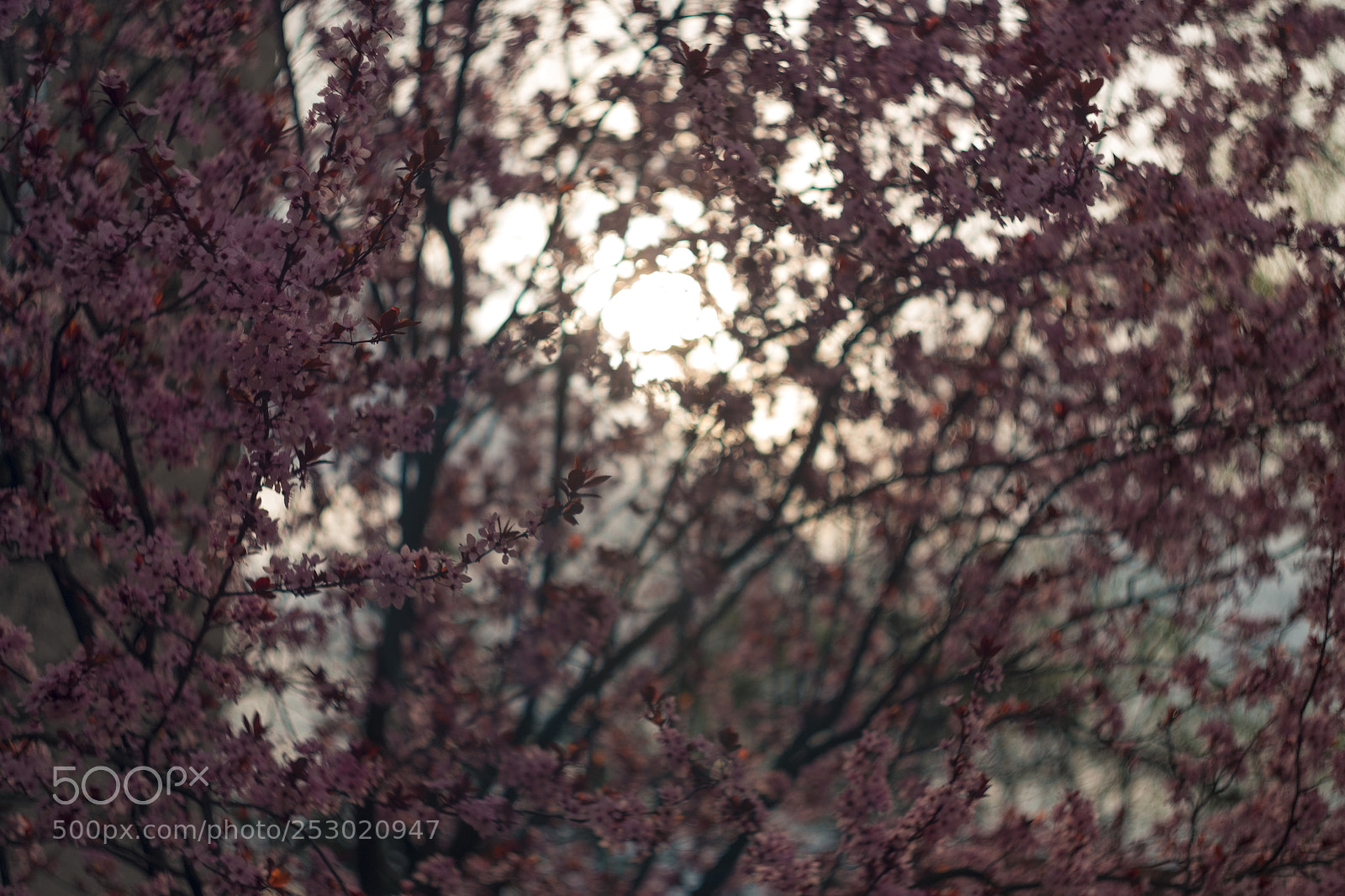 Fujifilm X-E1 sample photo. Dawn of the spring photography
