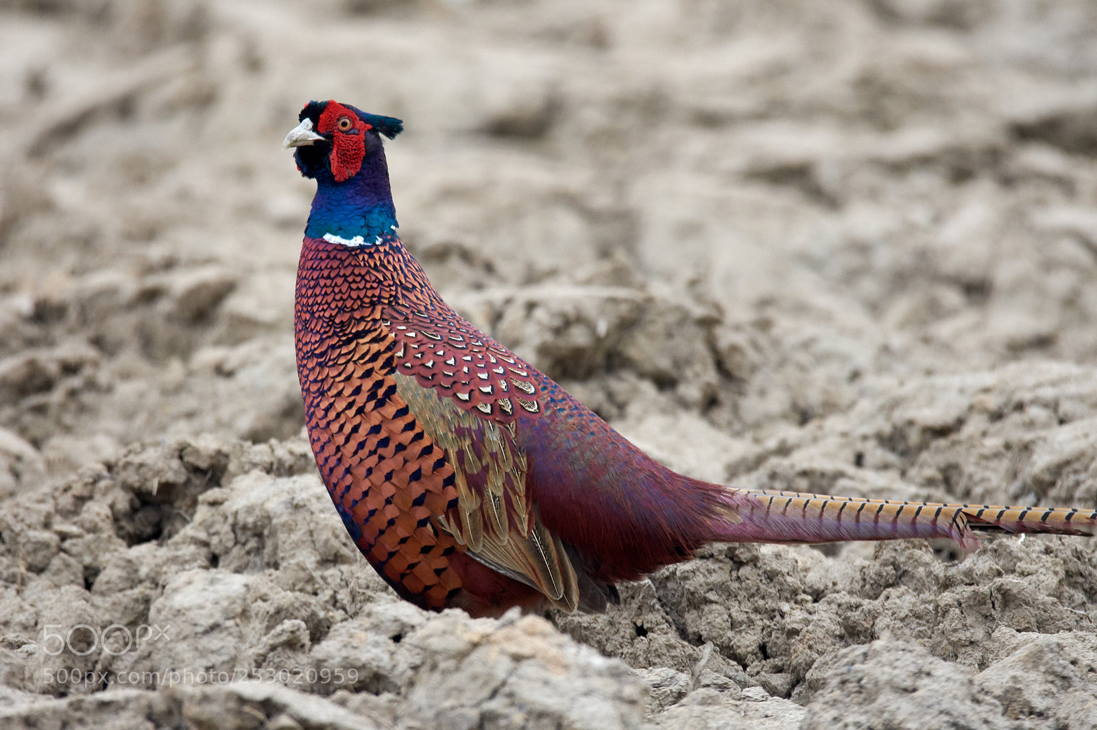 Nikon D7200 sample photo. Pheasant photography