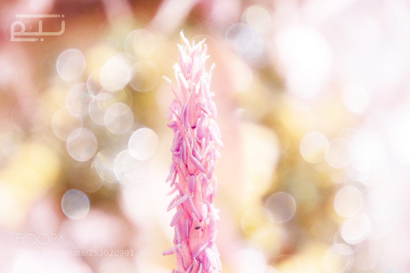 Canon EOS 750D (EOS Rebel T6i / EOS Kiss X8i) sample photo. Wheat sprouts photography