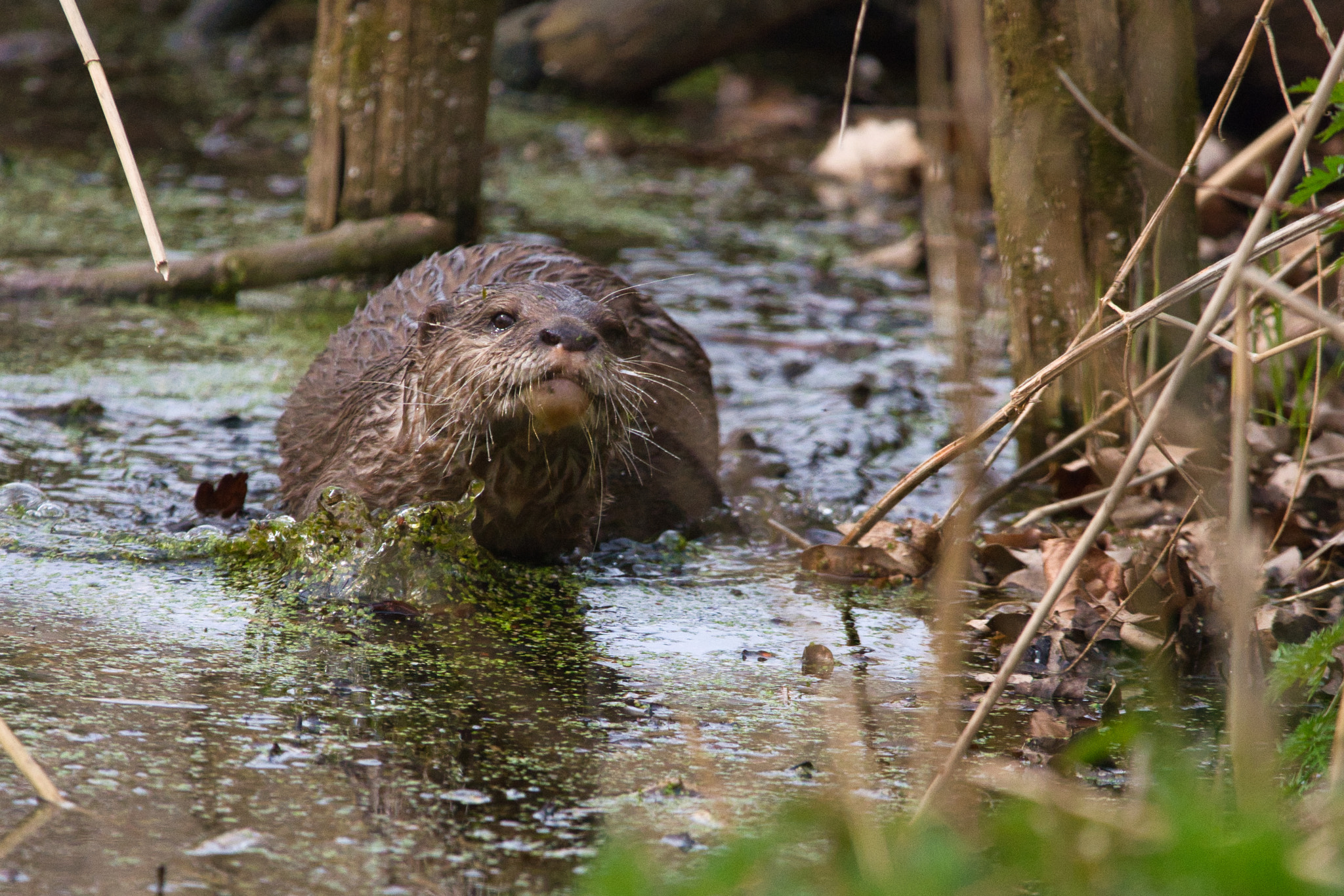 Nikon D7100 + Sigma 150-600mm F5-6.3 DG OS HSM | C sample photo. Splashing around equals otter fun photography