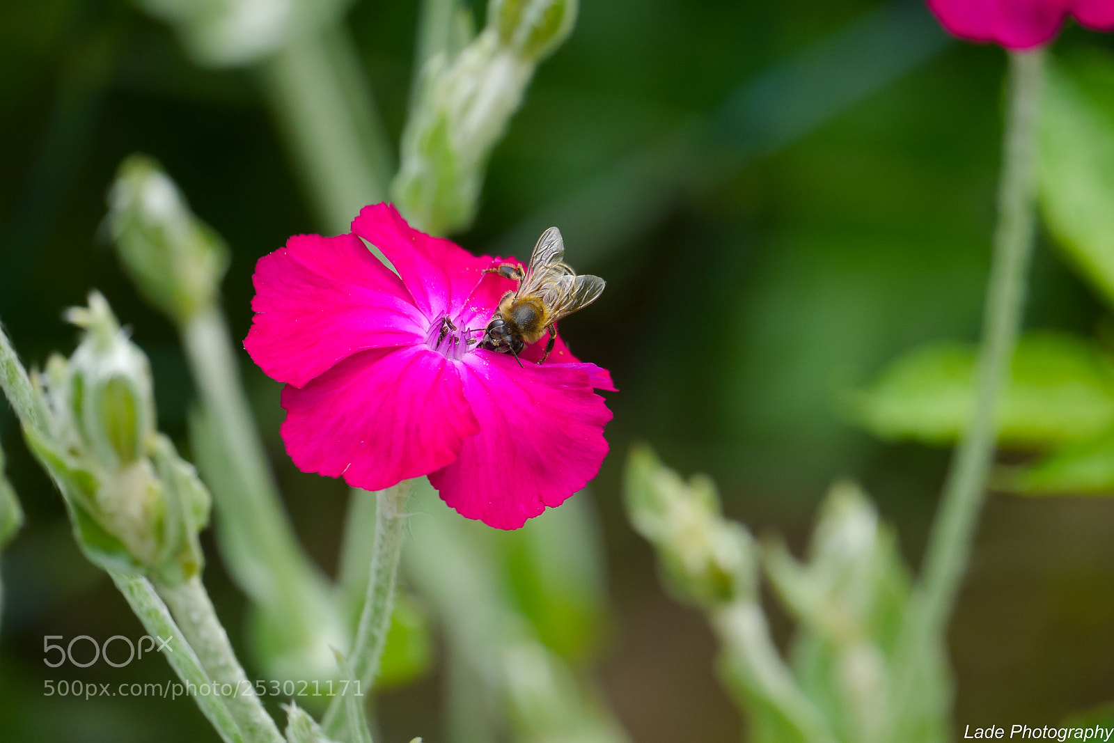 Panasonic Lumix DMC-G3 sample photo. Summer is coming photography
