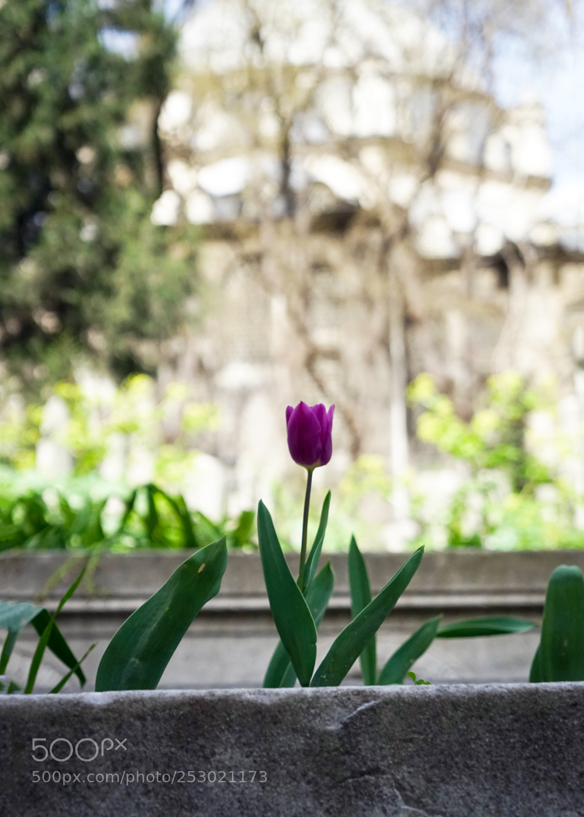 Sony a7 sample photo. Lale photography