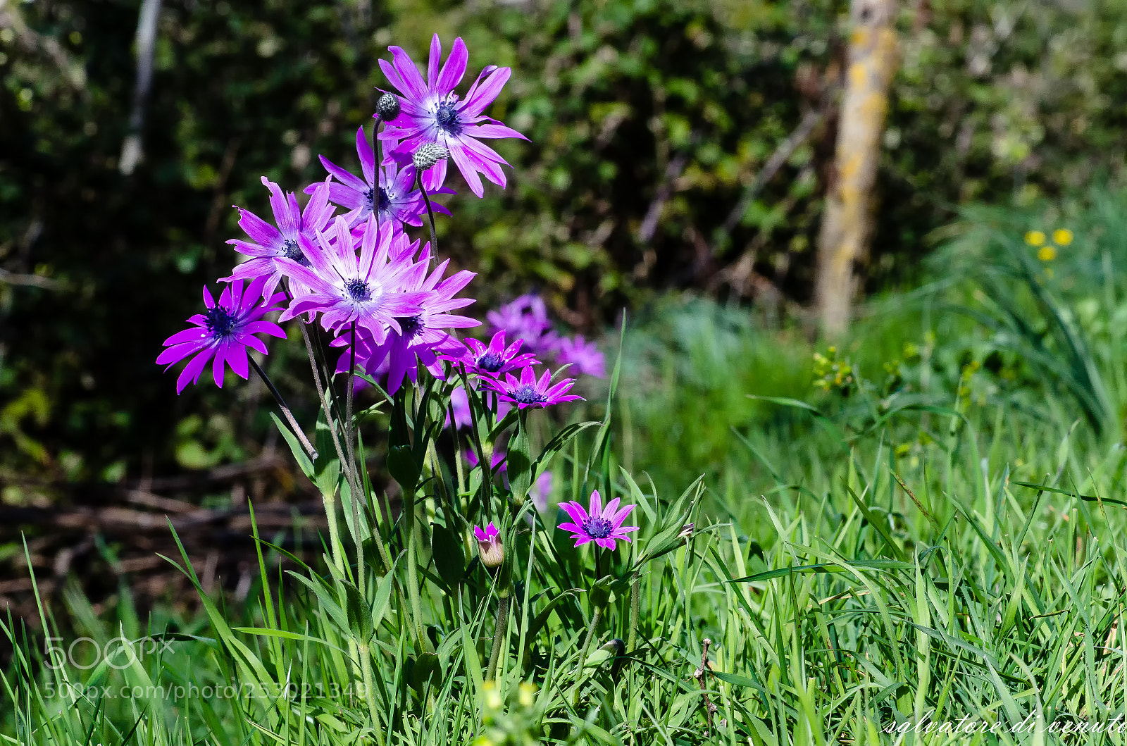 Nikon D7000 sample photo. Sicilia photography