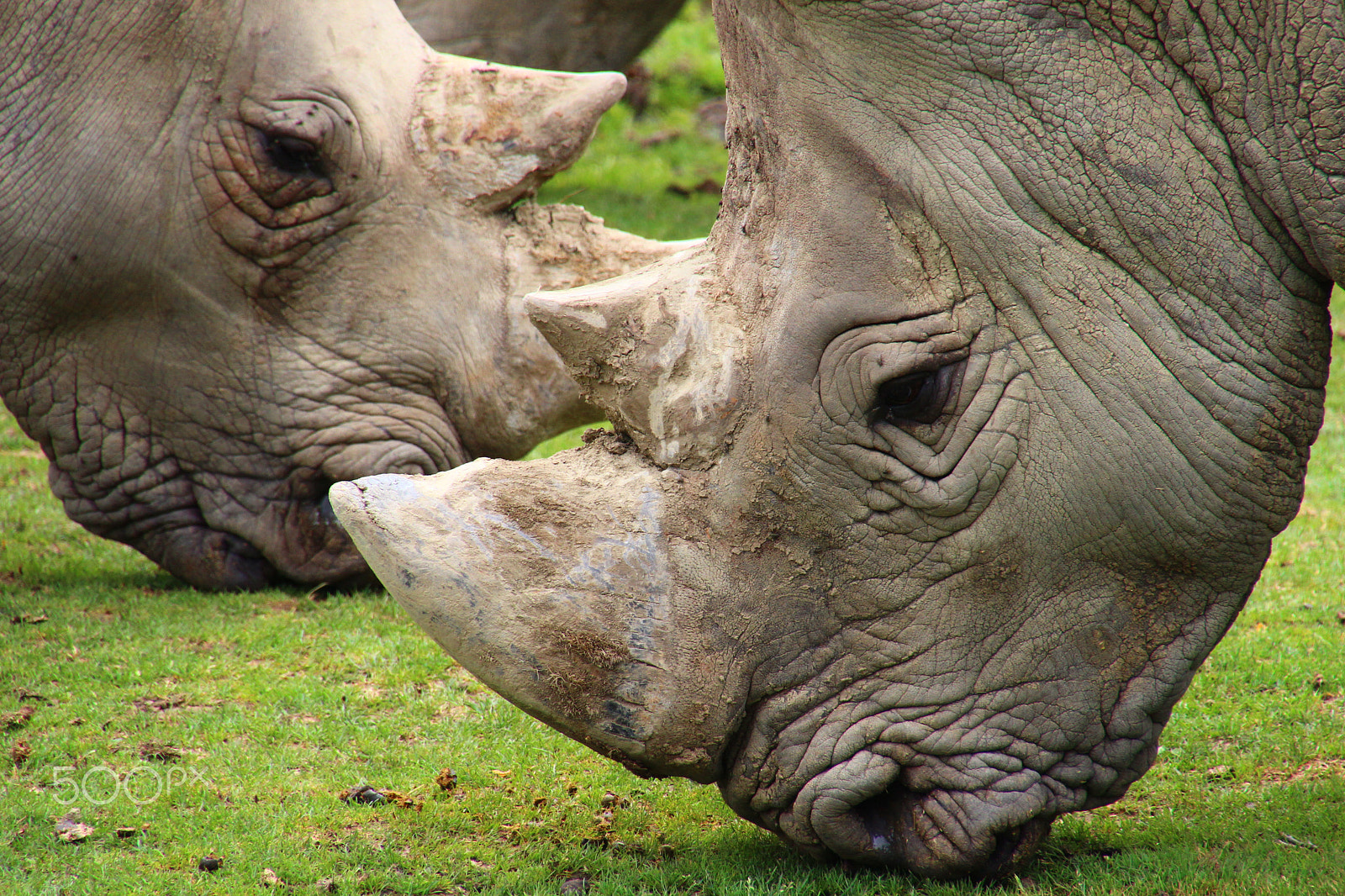 Canon EOS 600D (Rebel EOS T3i / EOS Kiss X5) sample photo. Face to face rhino photography