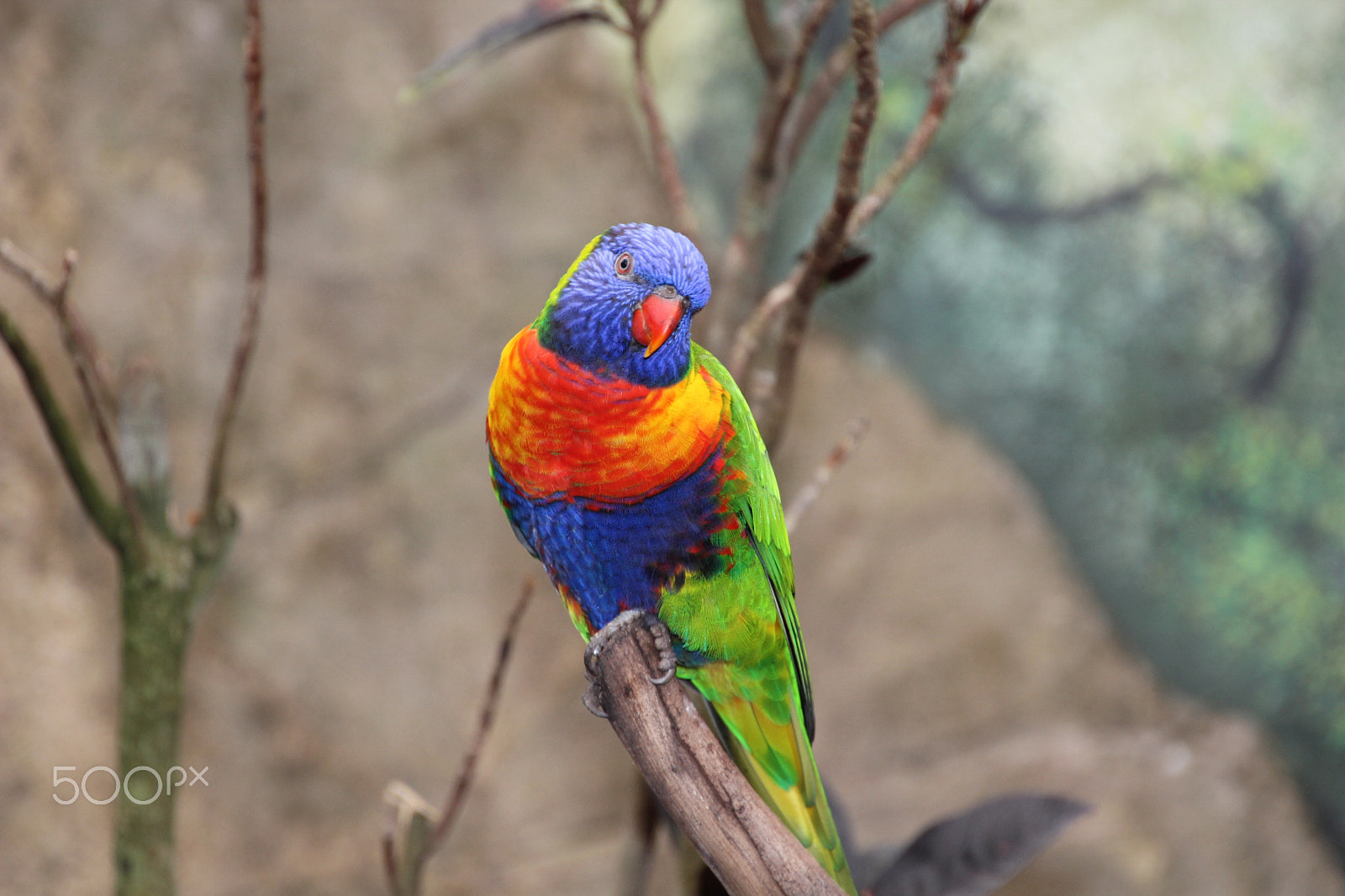 Canon EOS 600D (Rebel EOS T3i / EOS Kiss X5) sample photo. Colorful bird photography