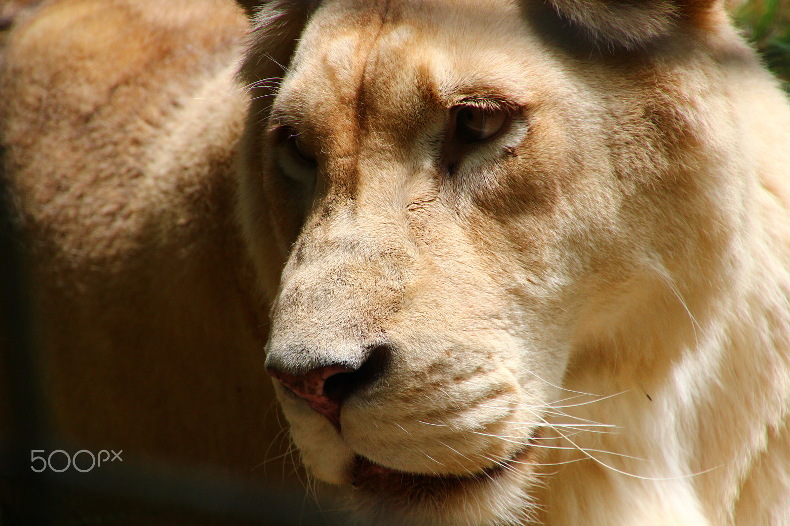 Canon EOS 600D (Rebel EOS T3i / EOS Kiss X5) sample photo. Lion photography