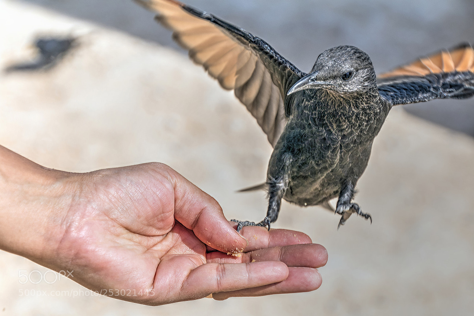 Canon EOS 70D sample photo. Tristram's starling photography