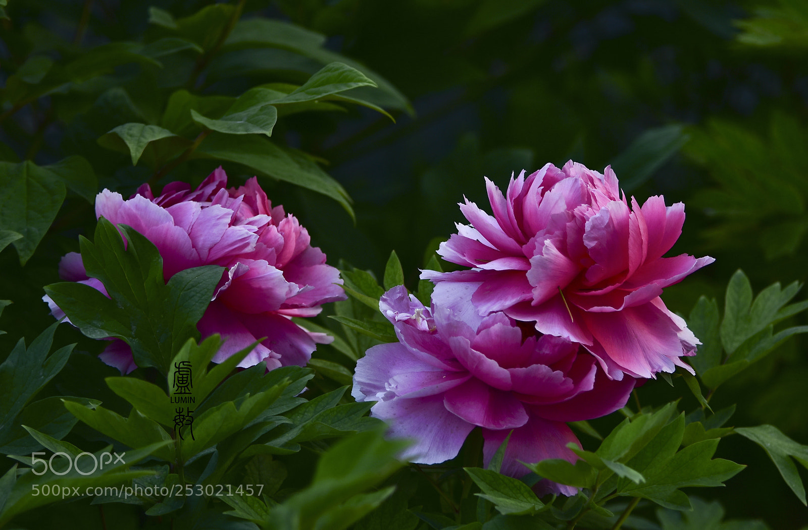 Nikon D7200 sample photo. Untitled photography