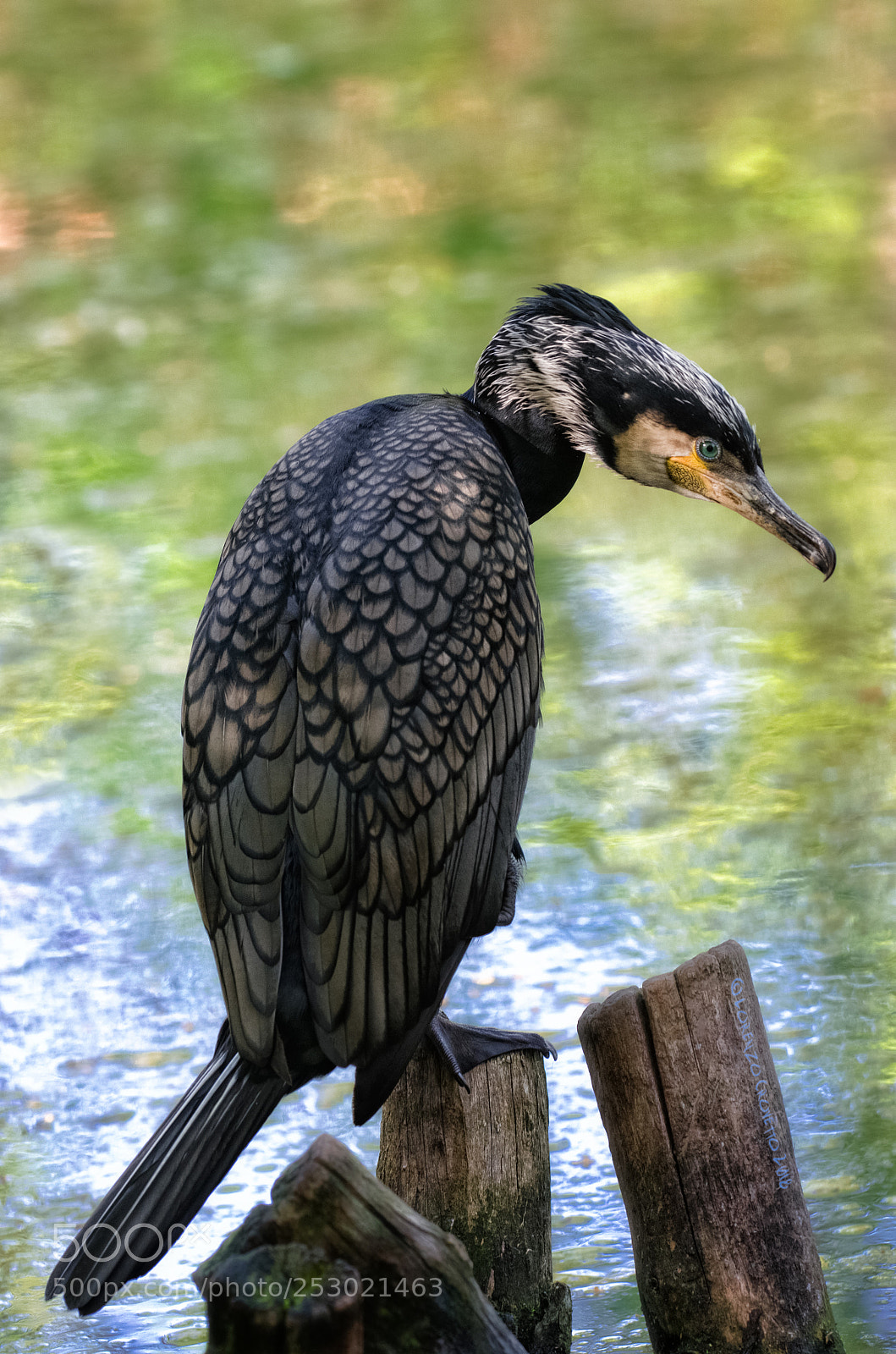 Nikon D7000 sample photo. The cormorant photography