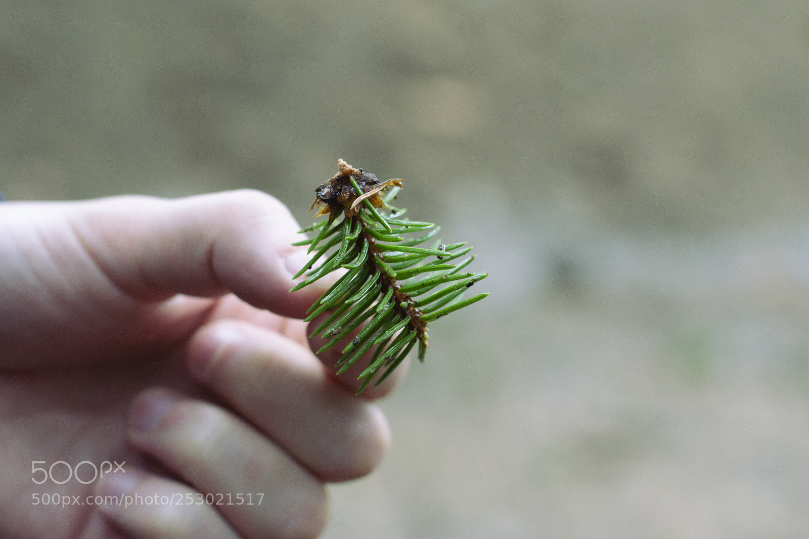 Nikon D3100 sample photo. елочка photography
