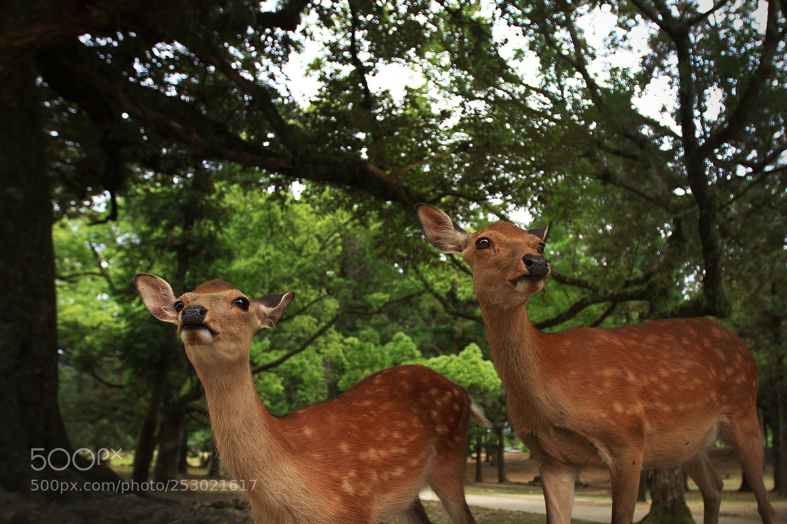 Canon EOS 7D sample photo. Left or right photography