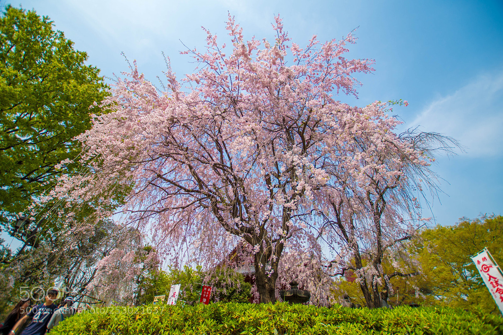 Nikon D7500 sample photo. Cherry blossom
 photography