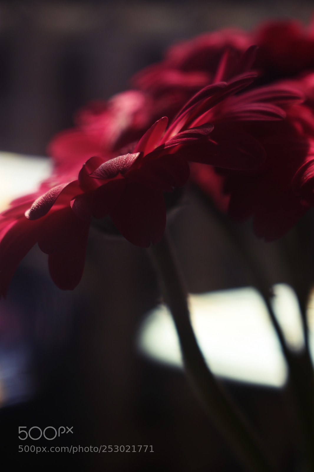 Nikon D3400 sample photo. Pink photography