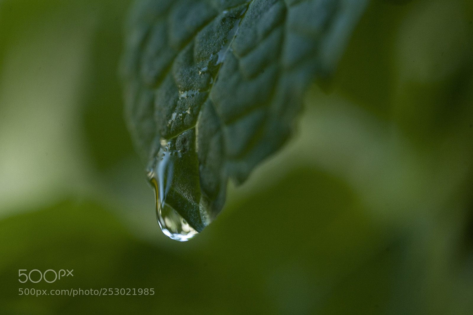 Canon EOS 5D sample photo. Life photography