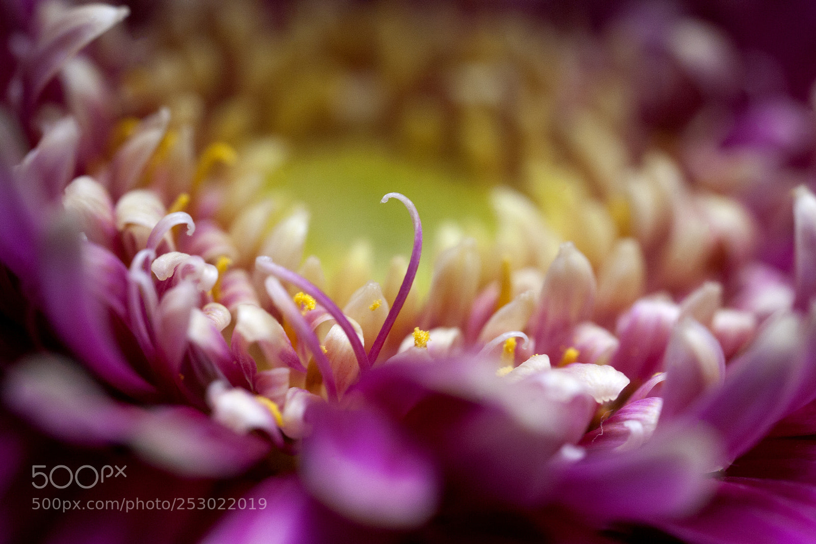 Canon EOS 5D sample photo. Optimism photography