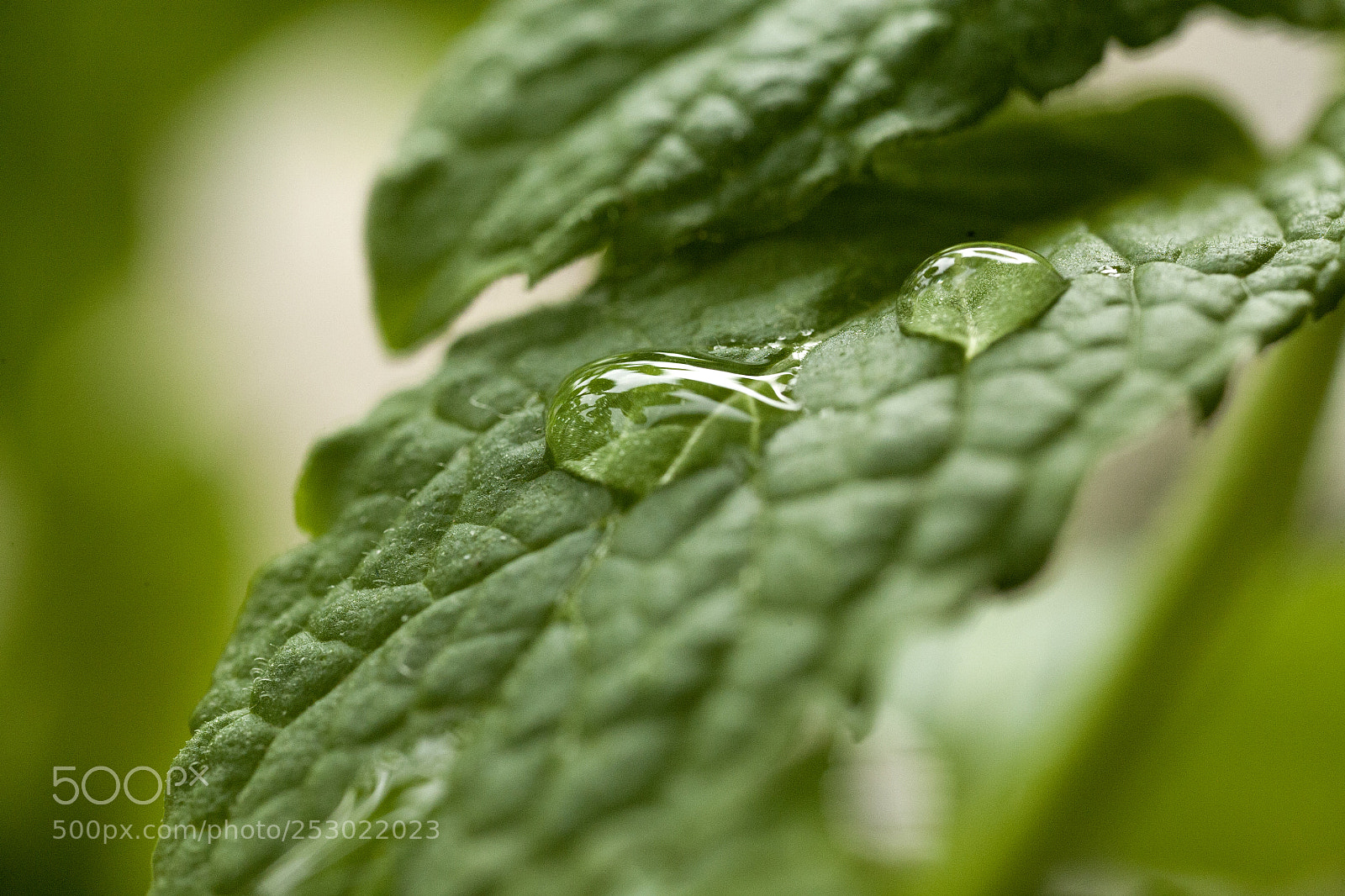 Canon EOS 5D sample photo. Freshness photography