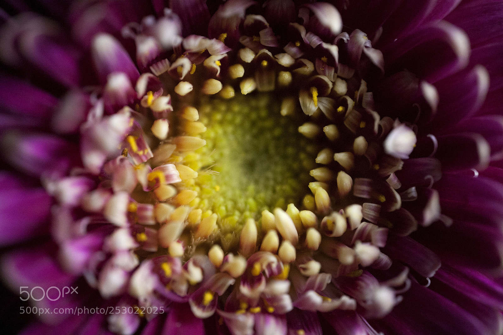 Canon EOS 5D sample photo. The eye photography