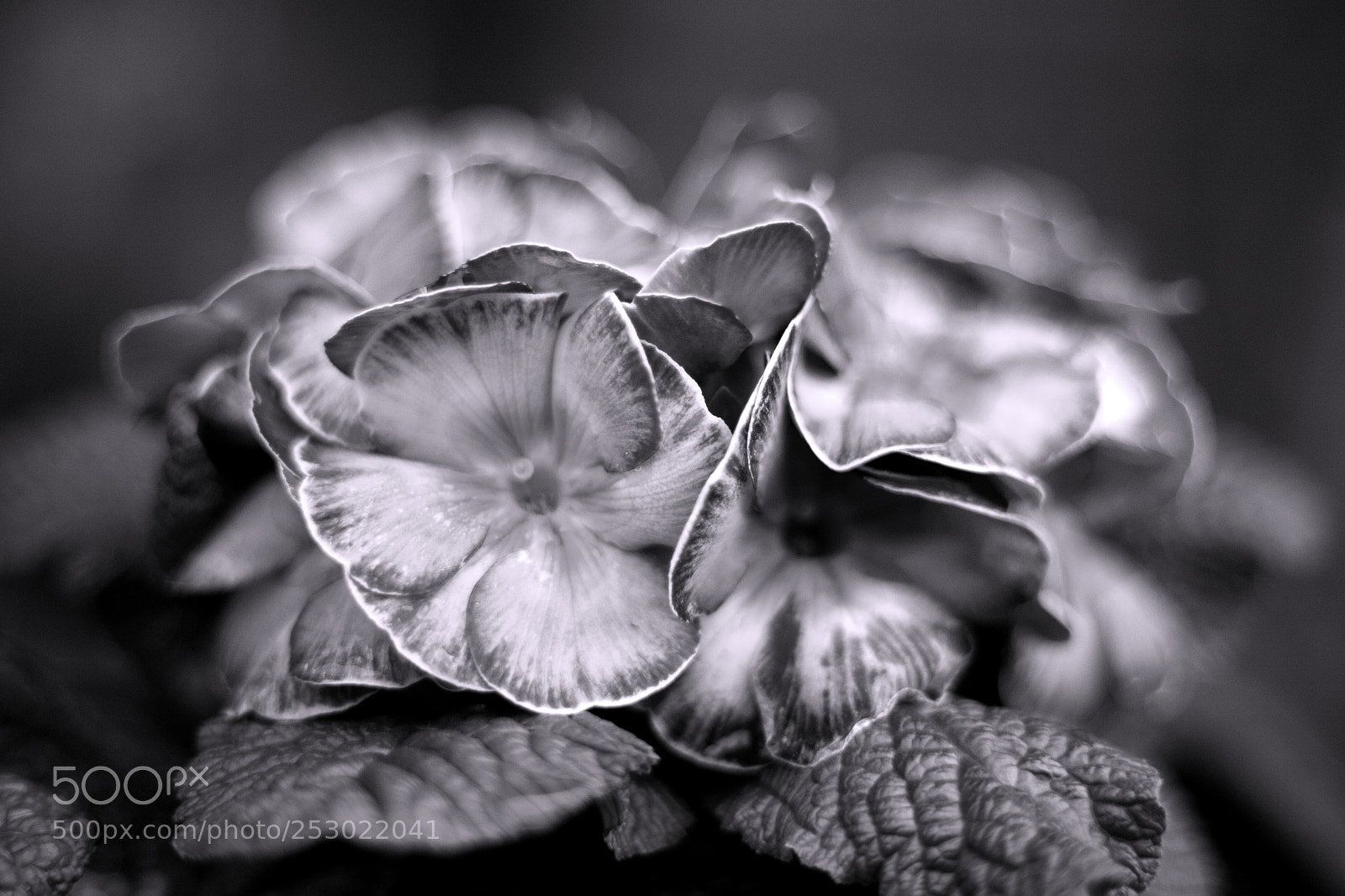 Canon EOS 5D sample photo. Lace photography