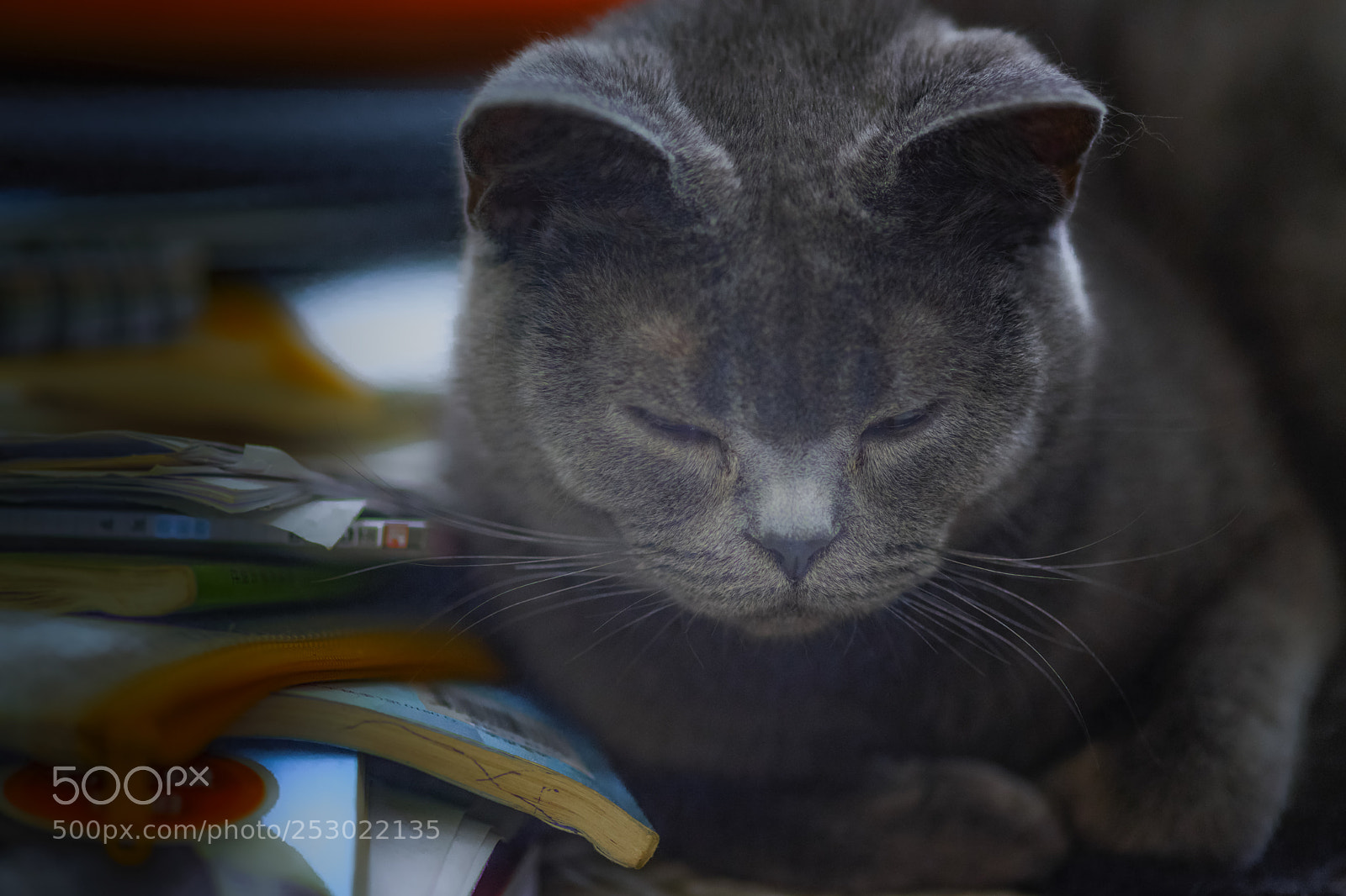 Sony a7 II sample photo. 沾书就睡 photography