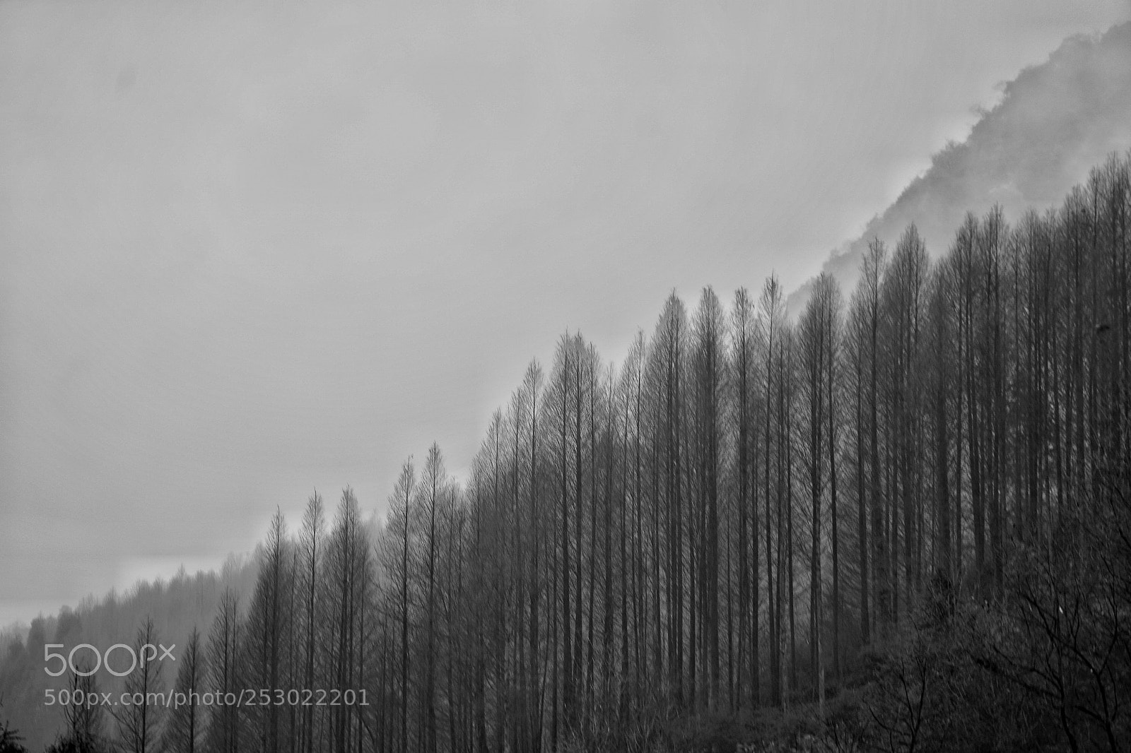 Sony a7 sample photo. Trees photography