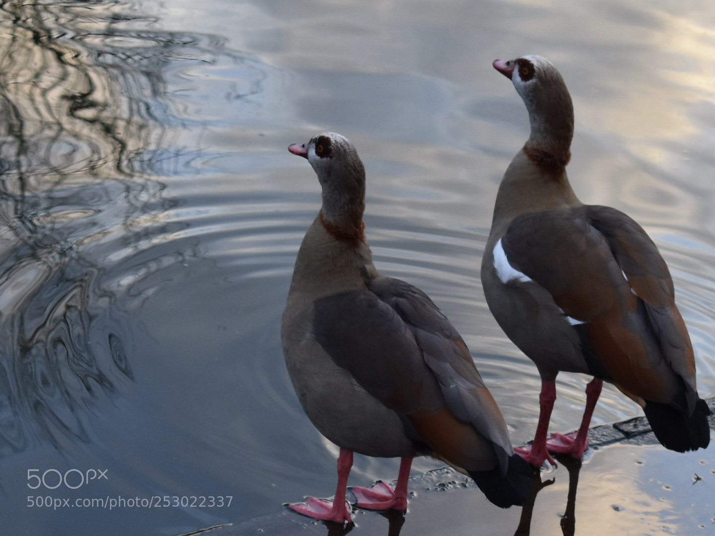 Nikon D3400 sample photo. Happy couple photography