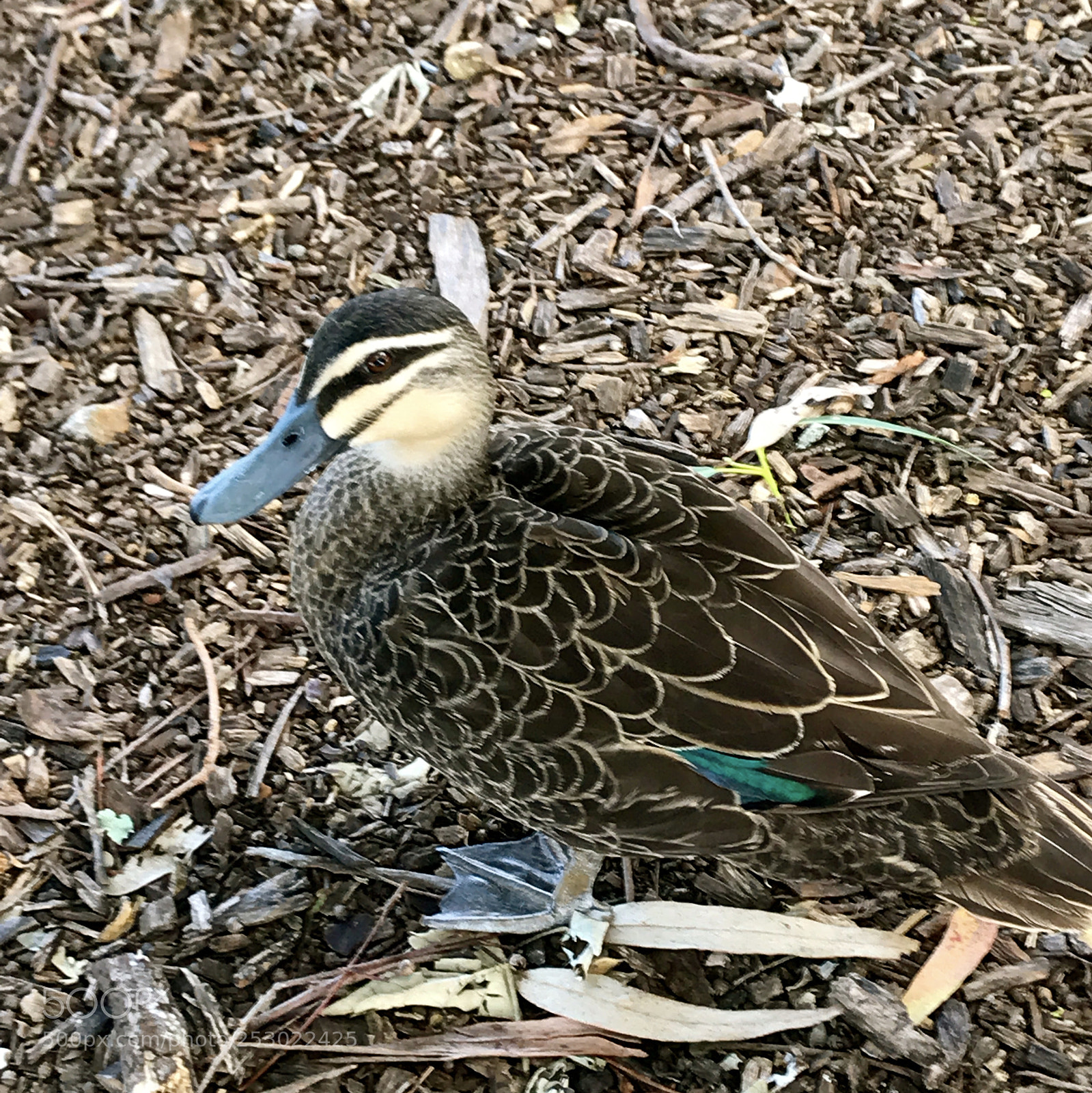 Apple iPhone 7 sample photo. Peaceful visitor photography