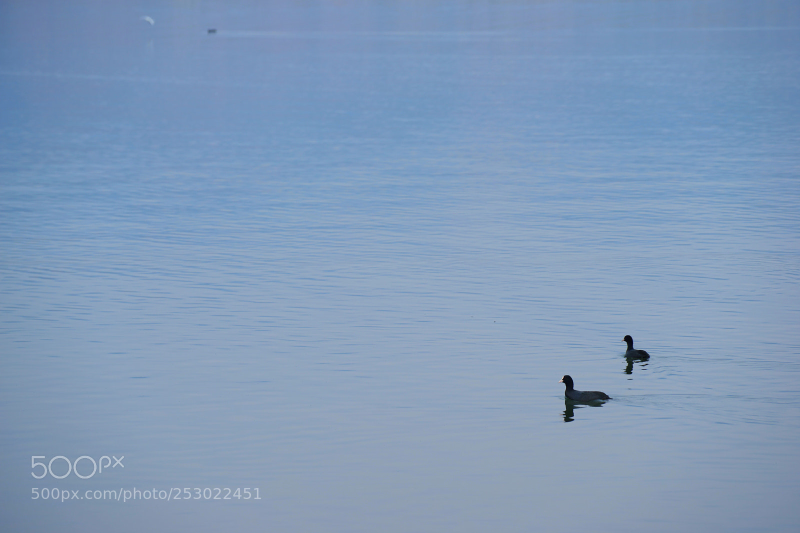 Sony a7 sample photo. Duck photography