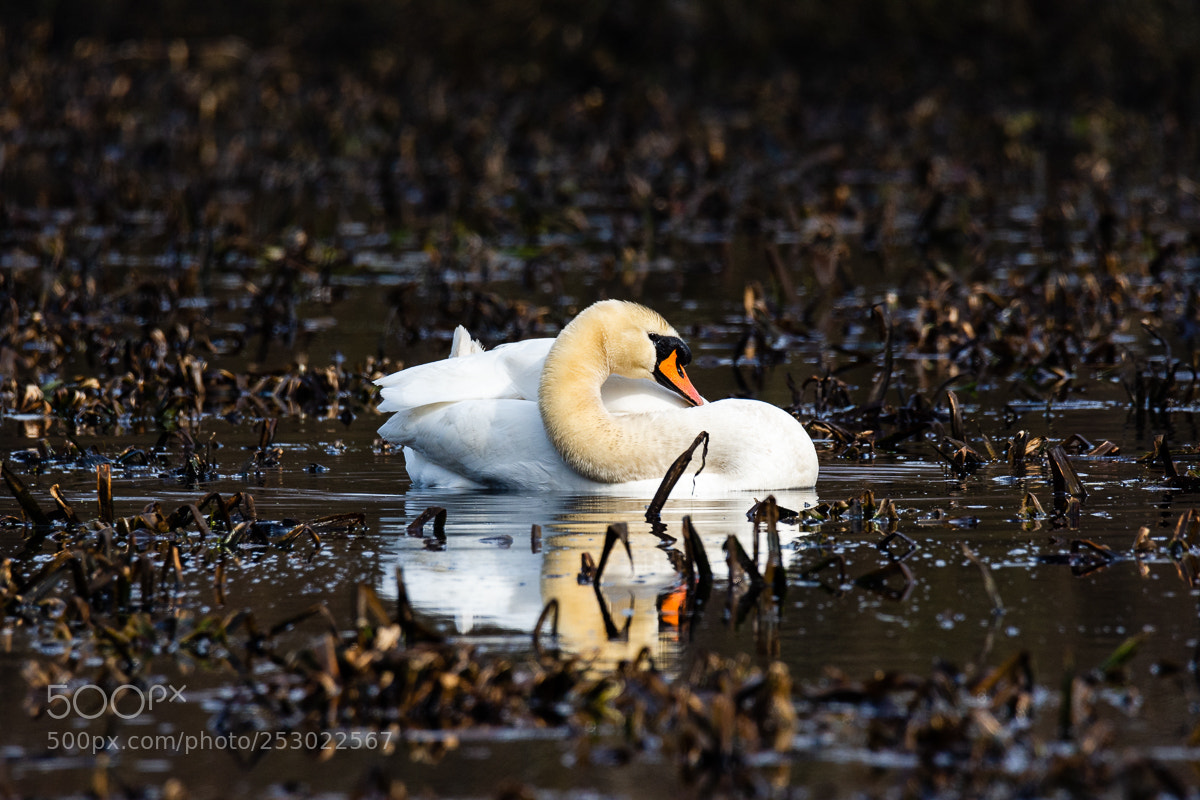 Nikon D7200 sample photo. Swan photography