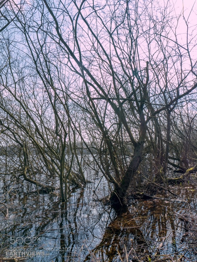 Panasonic DMC-G70 sample photo. Witches grove (33) photography