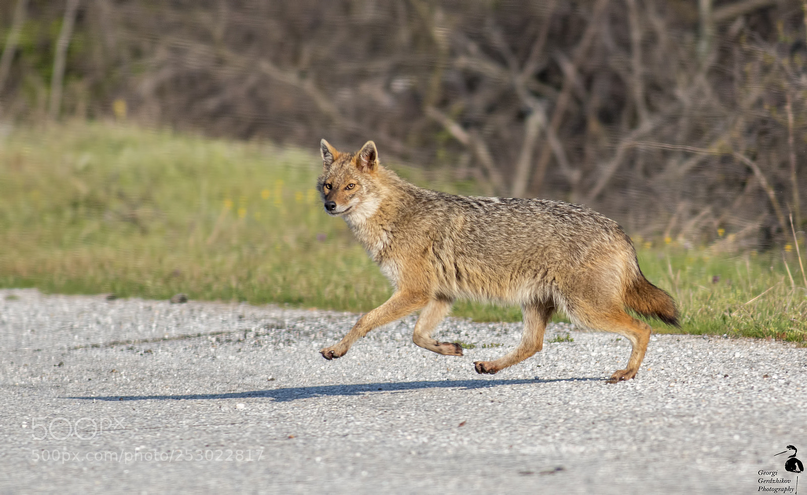 Canon EOS 70D sample photo. Golden jackal photography