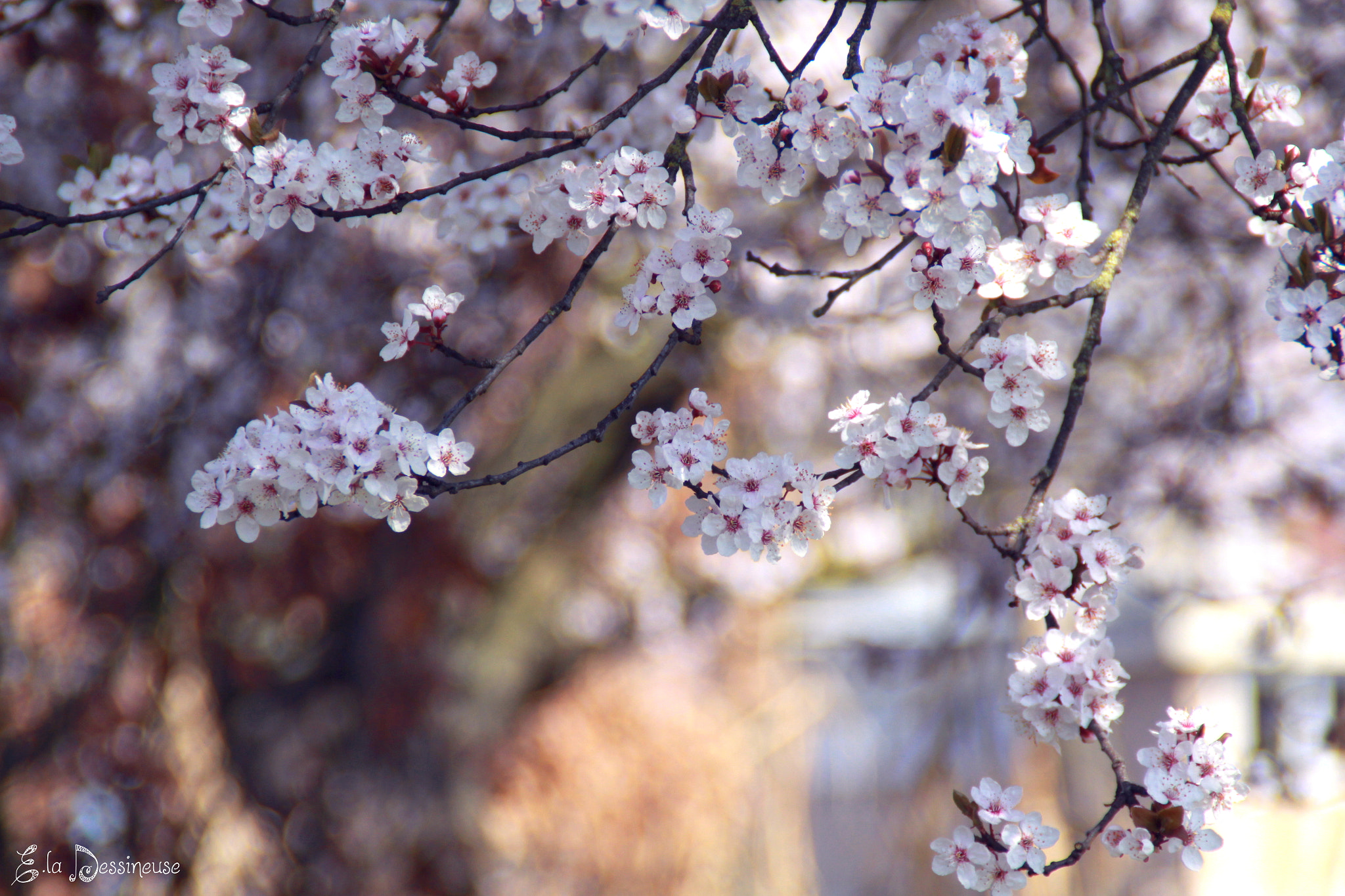 Canon EOS 700D (EOS Rebel T5i / EOS Kiss X7i) sample photo. Img photography