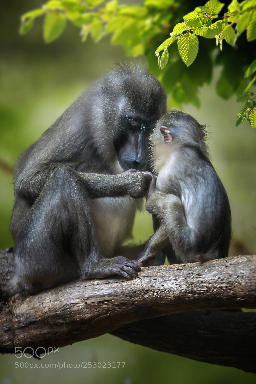 Canon EOS 5D Mark II sample photo. Mother monkey care photography