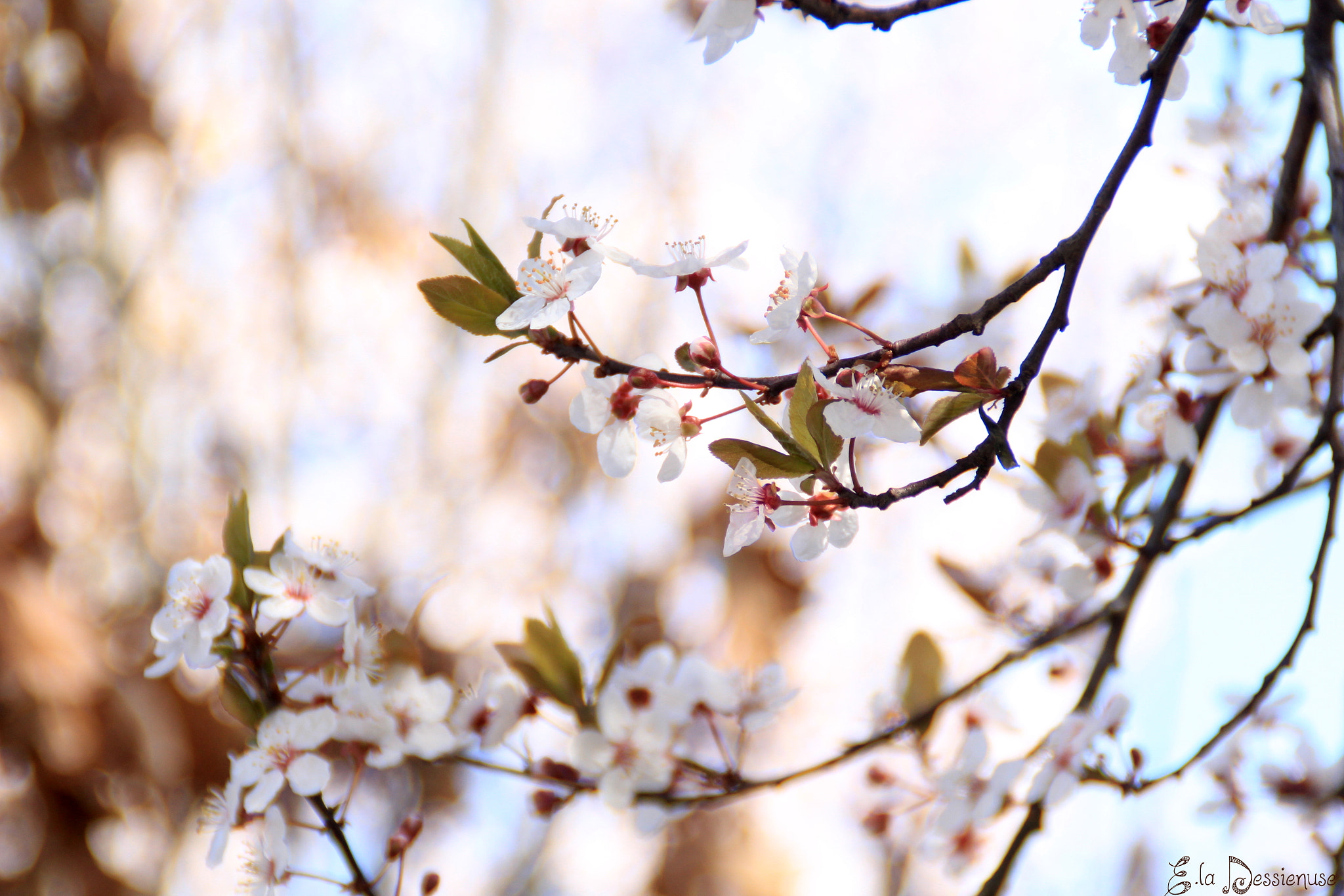 Canon EOS 700D (EOS Rebel T5i / EOS Kiss X7i) sample photo. Img photography