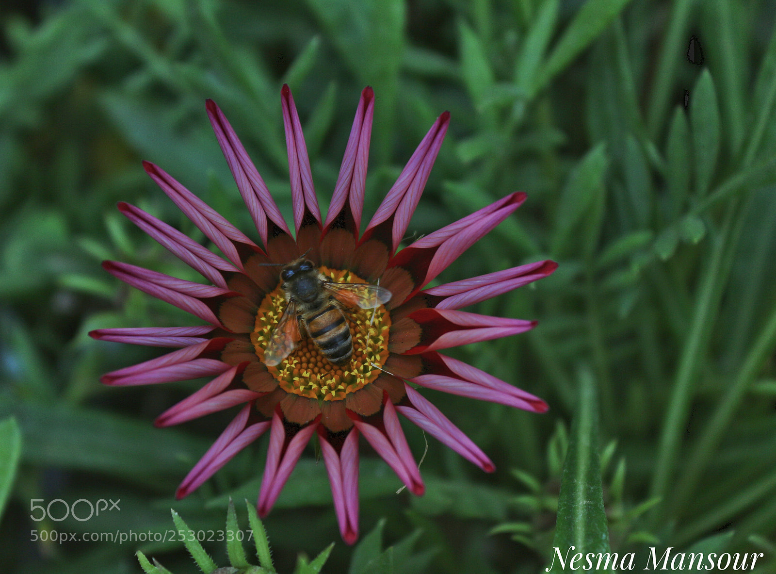 Canon EOS 700D (EOS Rebel T5i / EOS Kiss X7i) sample photo. Untitled photography