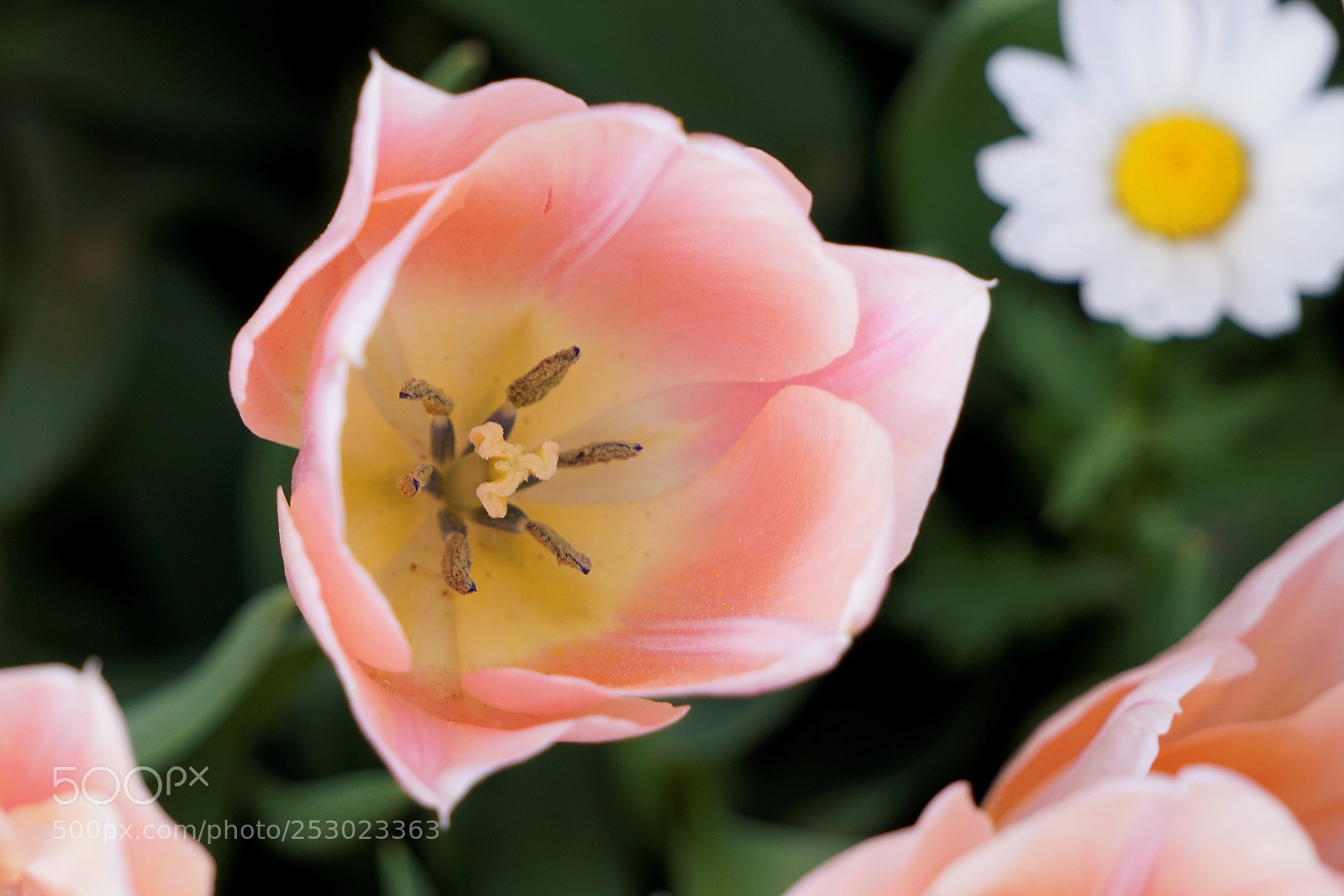 Sony a6000 sample photo. Pink beauty photography