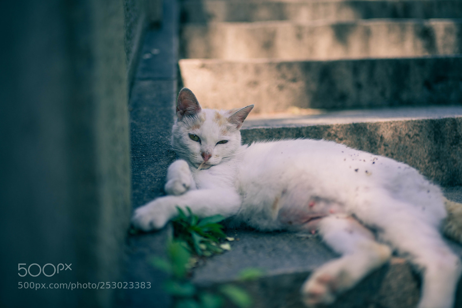 Sony a7R III sample photo. Cat photography