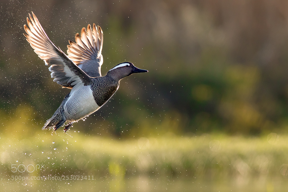 Canon EOS 7D Mark II sample photo. ...take off... photography