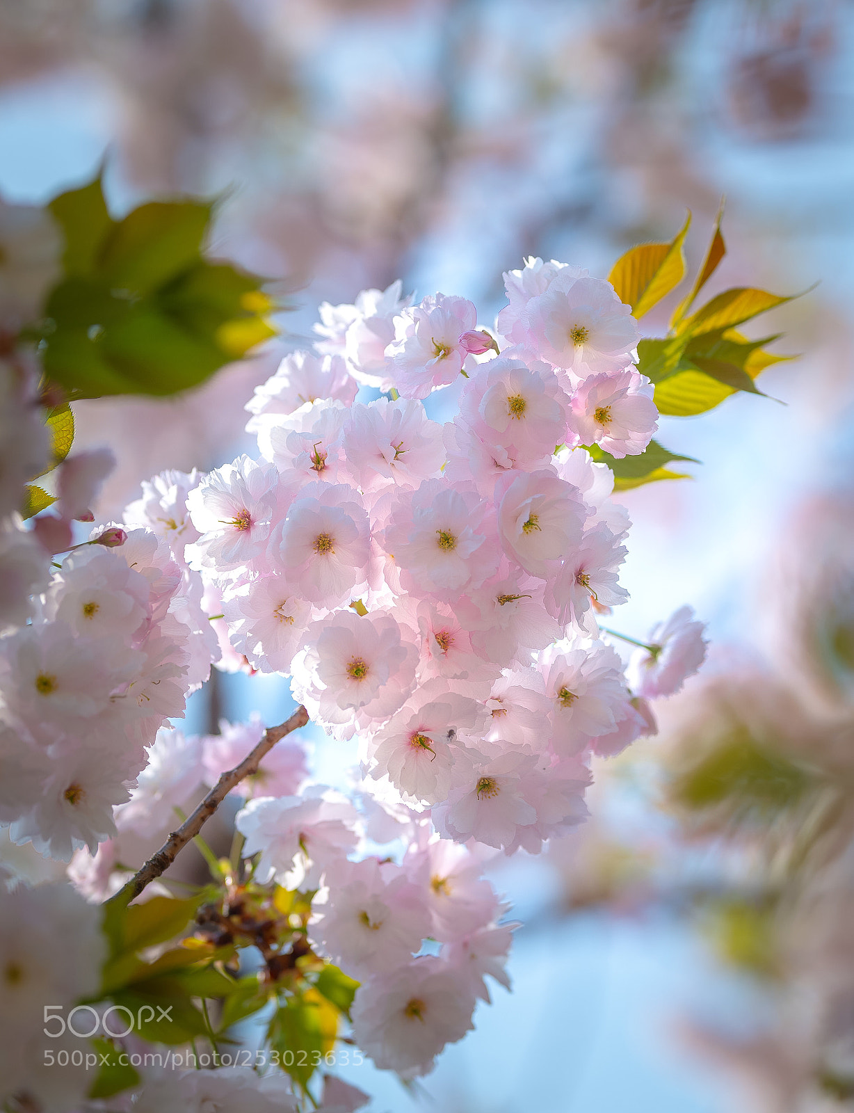 Nikon D800E sample photo. Cherry blossom  photography